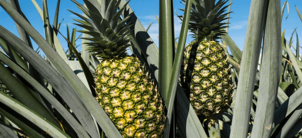 Piña carbono neutral producida en Costa Rica es finalista en premios ...